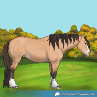 Horse Color:Bay Dun 