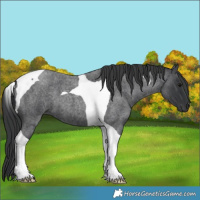 Horse Color:Blue Roan Tobiano 