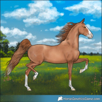 Horse Color:Gold Champagne Splash 