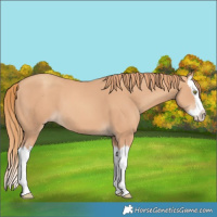 Horse Color:Gold Champagne Splash