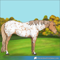 Horse Color:Chestnut Near Leopard 
