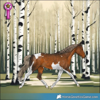 Horse Color:Chocolate Palomino Tobiano