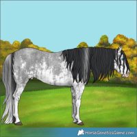 Horse Color:Blue Roan Sabino Splash  and Blue Roan Sabino Splash 