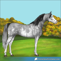 Horse Color:Blue Roan Sabino Splash  and Blue Roan Sabino Splash 