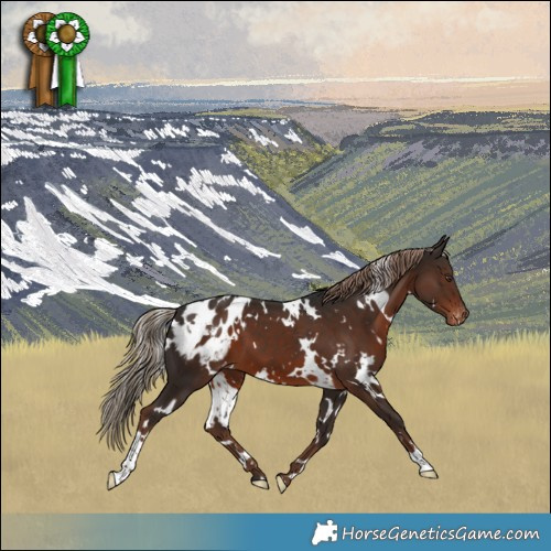 Horse Color:White Spotted Liver Chestnut Appaloosa 