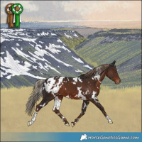 Horse Color:White Spotted Liver Chestnut Blanket 