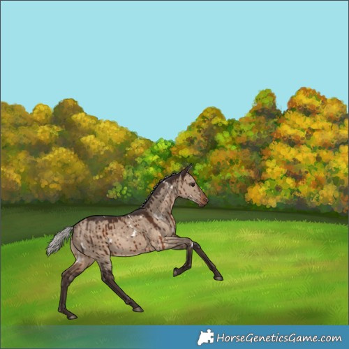 Horse Color:White Spotted Silver Brown Dun Rabicano Brindle 