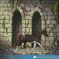 Horse Color:Liver Chestnut Tobiano 