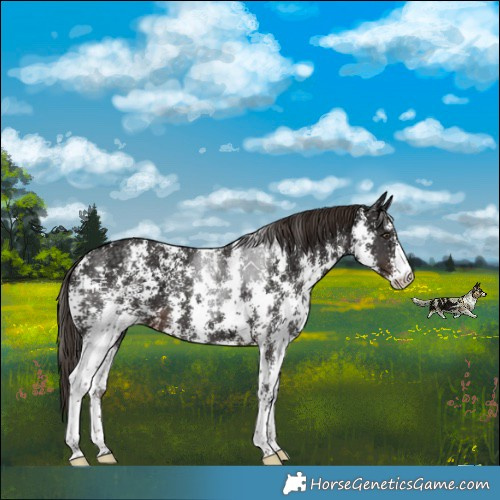 Horse Color:Liver Chestnut Ice Sabino 