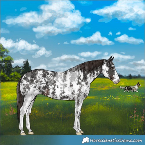 Horse Color:Liver Chestnut Ice Sabino 