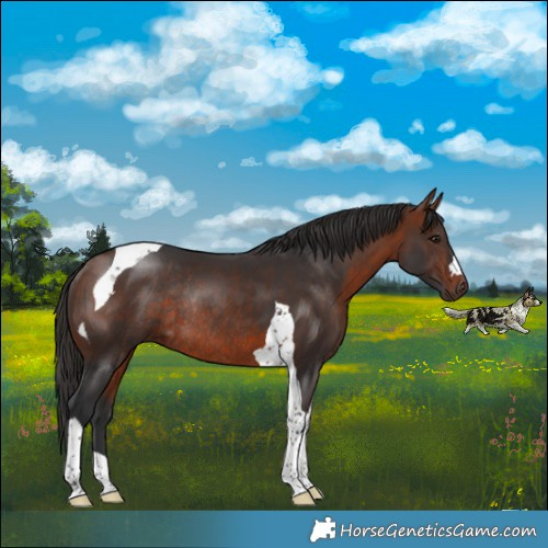 Horse Color:Bay Tobiano Rabicano 