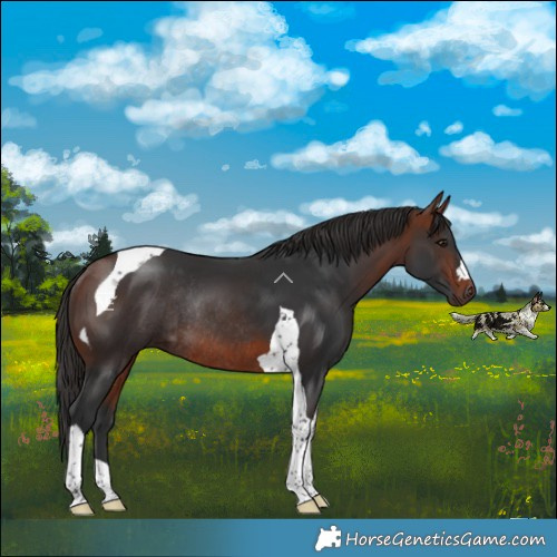 Horse Color:Bay Tobiano Rabicano 