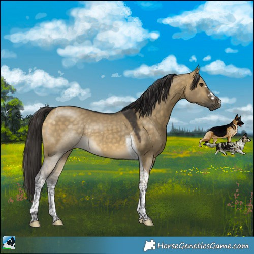 Horse Color:Buckskin Dun Tobiano Rabicano 