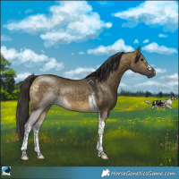 Horse Color:Buckskin Dun Tobiano Rabicano 