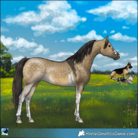 Horse Color:Buckskin Dun Tobiano Rabicano 