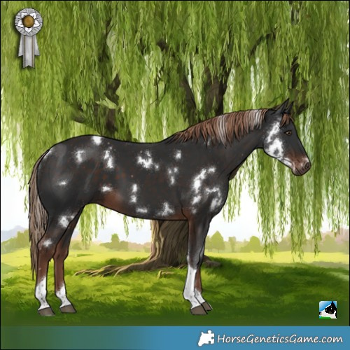 Horse Color:White Spotted Liver Chestnut Tobiano Rabicano 