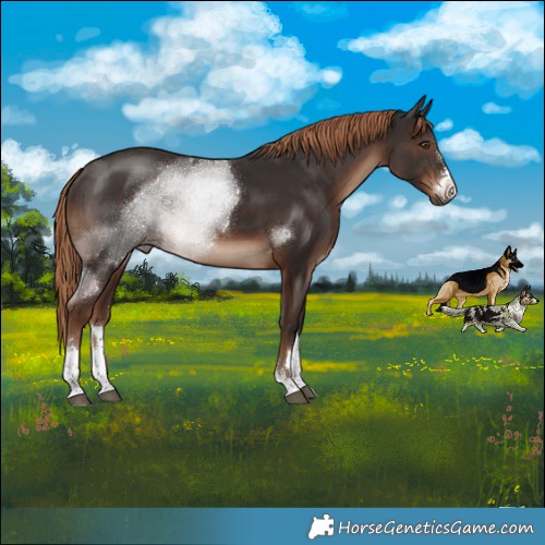 Horse Color:Liver Chestnut Rabicano