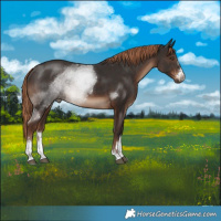 Horse Color:Liver Chestnut Rabicano 