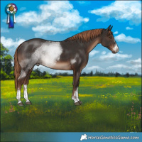 Horse Color:Liver Chestnut Rabicano