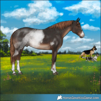 Horse Color:Liver Chestnut Rabicano 
