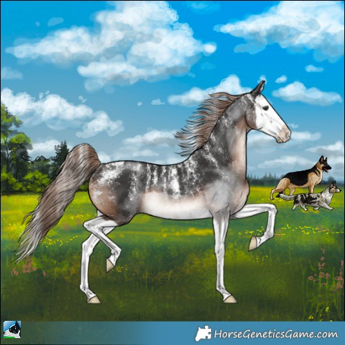 Horse Color:Powder White Liver Chestnut Splash Rabicano