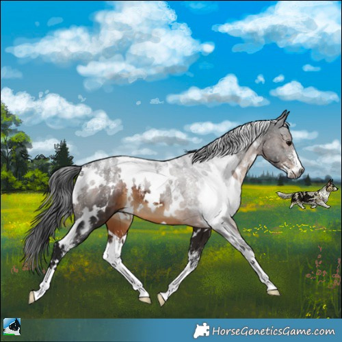 Horse Color:Powder White Gray White Spotted Brown