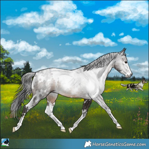 Horse Color:Powder White Gray White Spotted Brown