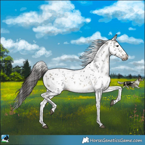 Horse Color:White Spotted Buckskin Sabino Rabicano