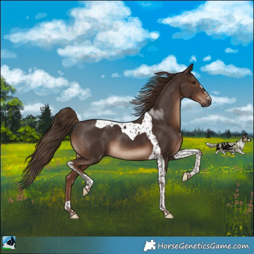 Horse Color:Liver Chestnut Tobiano Rabicano 