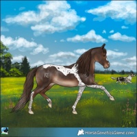 Horse Color:Liver Chestnut Tobiano Rabicano 