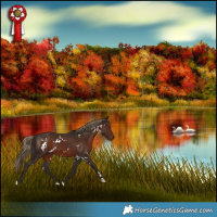 Horse Color:White Spotted Liver Chestnut 