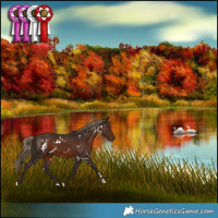 Horse Color:White Spotted Liver Chestnut 