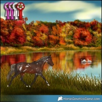 Horse Color:White Spotted Liver Chestnut 