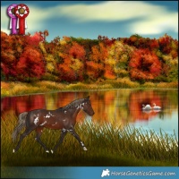 Horse Color:White Spotted Liver Chestnut