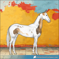 Horse Color:Silver Buckskin Splash Tobiano 
