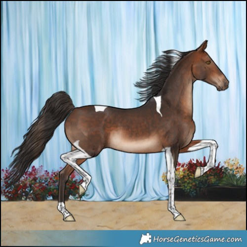 Horse Color:Bay Tobiano 