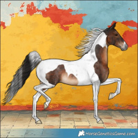 Horse Color:Gray Brown Tobiano Appaloosa Rabicano 