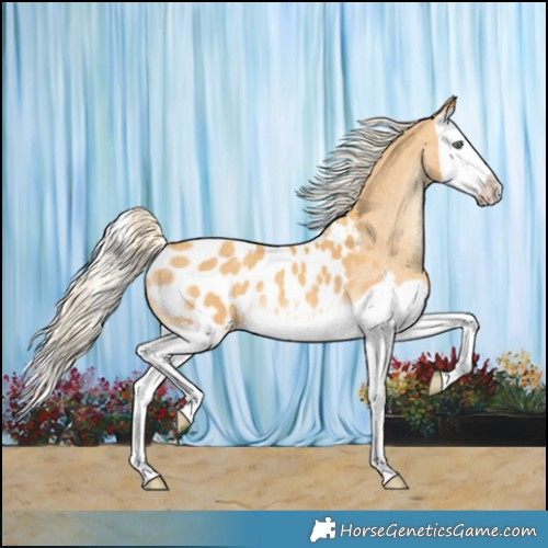 Horse Color:Gold Cream Champagne Splash Appaloosa 