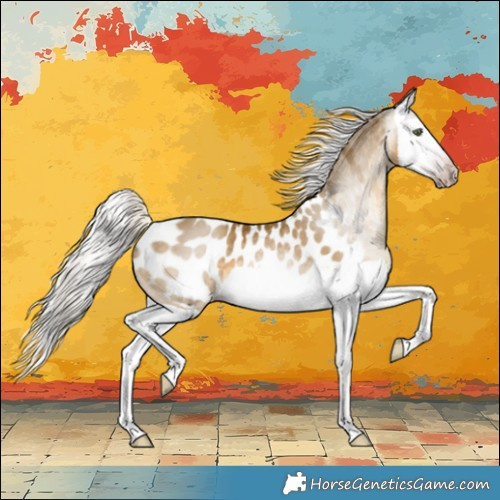 Horse Color:Gray Silver Classic Cream Champagne Splash Appaloosa Rabicano 