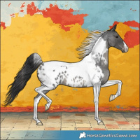 Horse Color:Blue Roan Tobiano Appaloosa