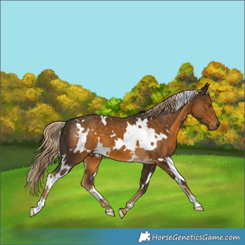 Horse Color:White Spotted Chocolate Palomino