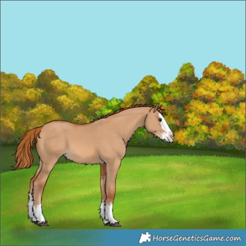 Horse Color:Red Dun Splash 