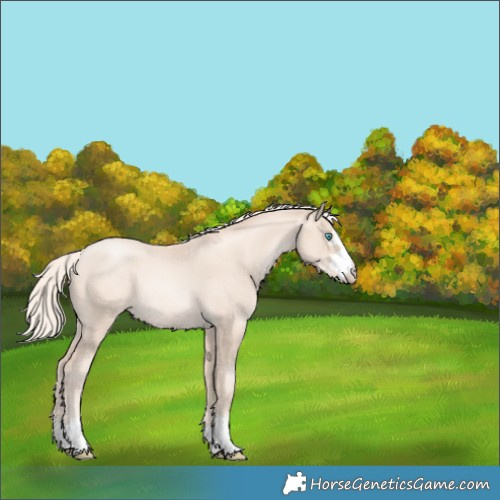 Horse Color:Gold Cream Champagne Pearl Rabicano 