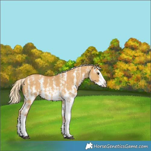 Horse Color:Palomino Dun Sabino Splash 