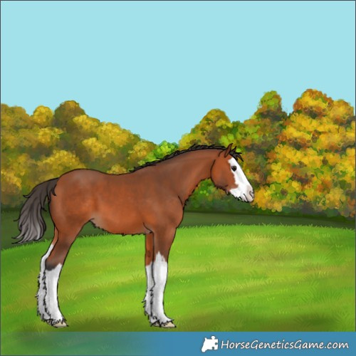 Horse Color:Bay Splash