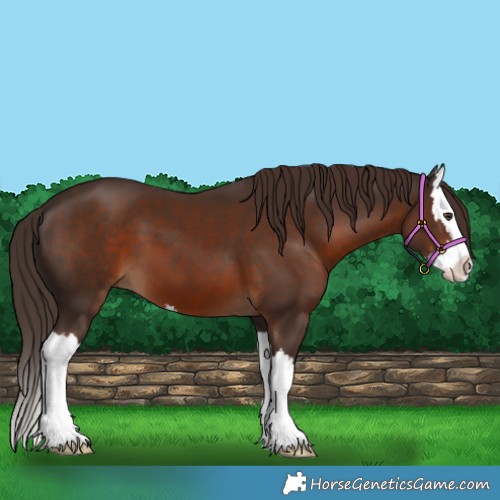 Horse Color:Liver Chestnut Splash 