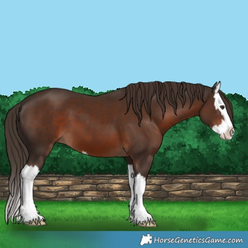Horse Color:Liver Chestnut Splash 