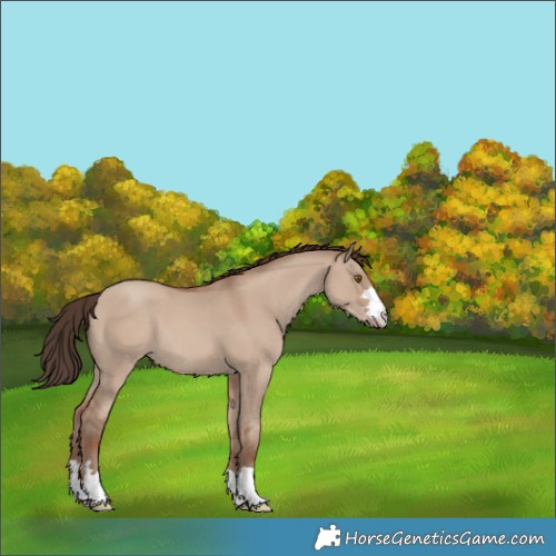 Horse Color:Classic Champagne Dun 
