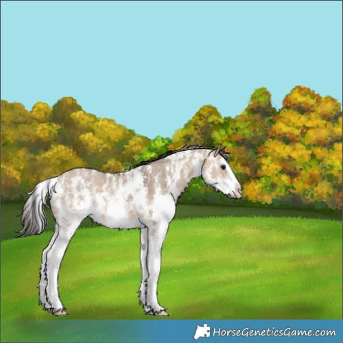 Horse Color:Bay Dun Sabino Splash 