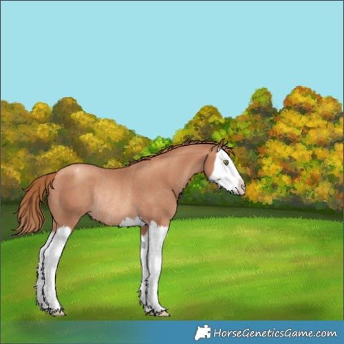 Horse Color:Gold Champagne Splash Appaloosa Rabicano